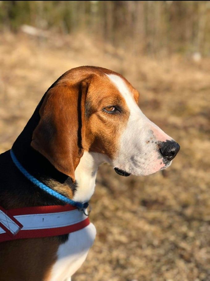 Årets Hund 2021 Langbent: Finsk støver TS Ammy NO45293/16 eier Terje og Svein Hauerberg.