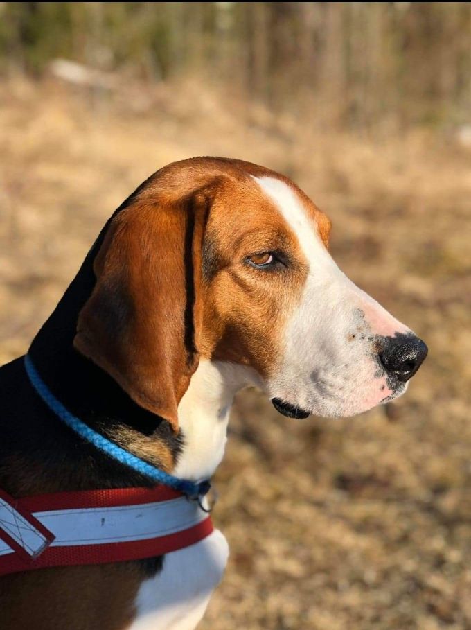 Årets Hund 2021 Langbent: Finsk støver TS Ammy NO45293/16 eier Terje og Svein Hauerberg.